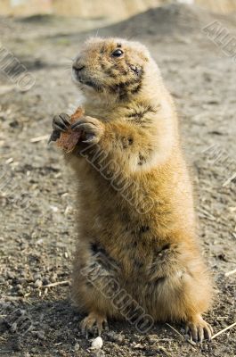 prairie dog prairie dog