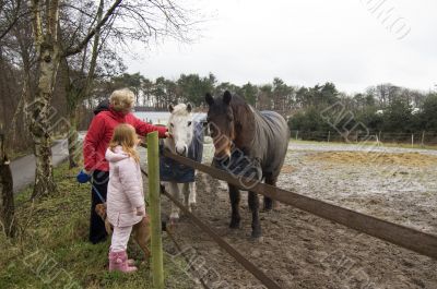 grandparent and grandchild petting the horses