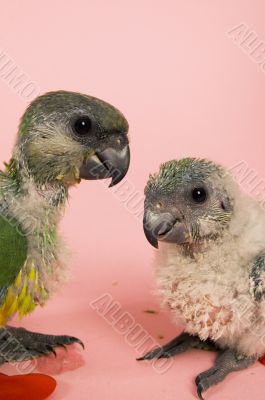 one baby parrot is whispering to another baby parrot one baby parrot is whispering to another baby parrot