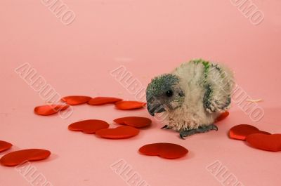new born green parrot new born green parrot