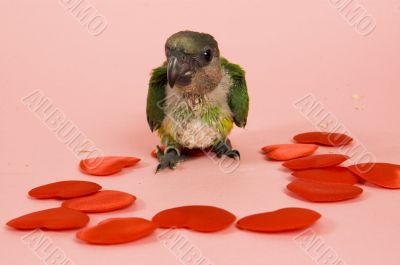young baby parrot surrounded by hearts young baby parrot surrounded by hearts