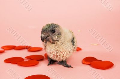 young baby animal love young baby animal love