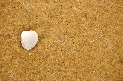 Sea shell on sandy beach