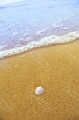 Sea shell on sandy beach