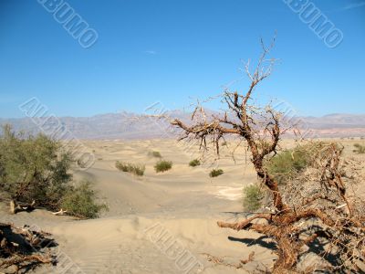 Sand dunes, Death Valley, California