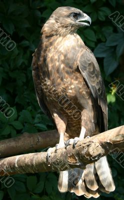 eagle sits on branch