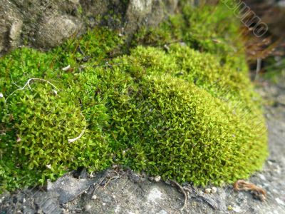 green moss