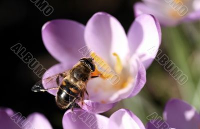 Bee pollinates Crocus