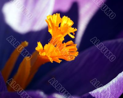 Crocus