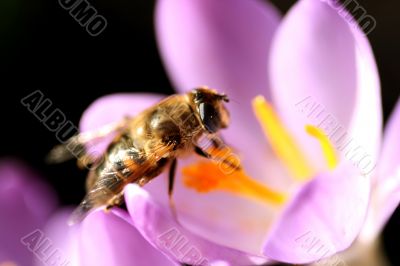 Bee pollinates Crocus