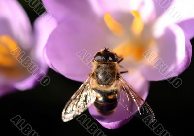 Bee pollinates Crocus