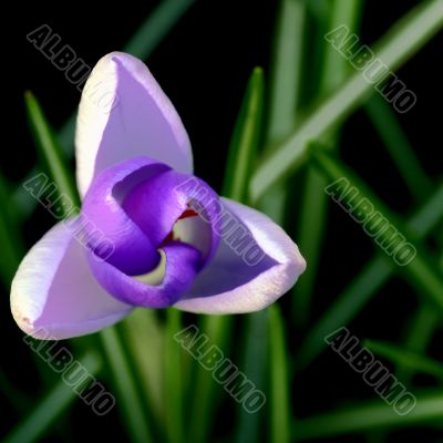 Crocus