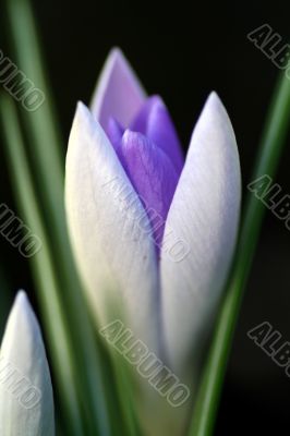 Crocus