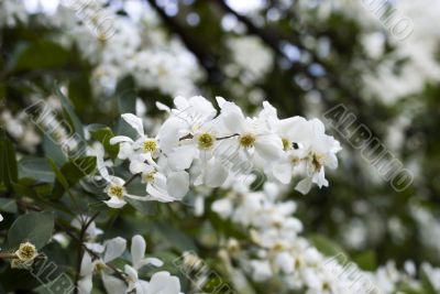 Beautiful soft white magnolia`s