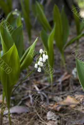 Lily of the valley.