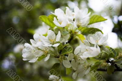 apple blossoms