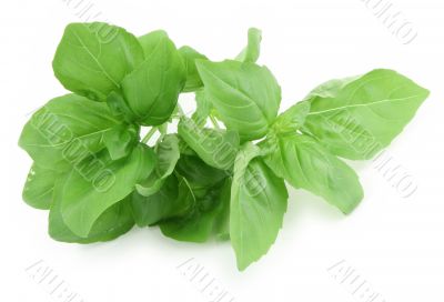 pile of fresh green basil