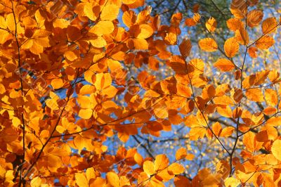 vivid fall trees