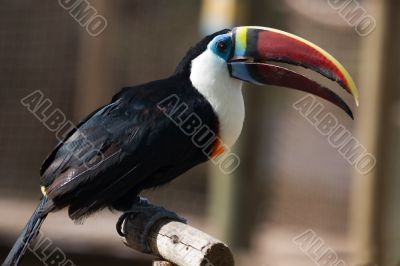 Toucan