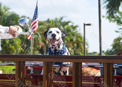 Patriotic Dog