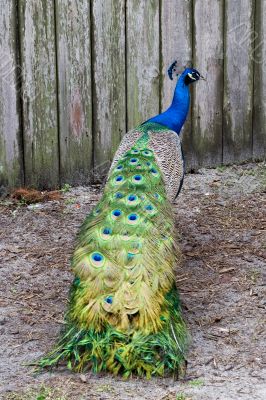 Peacock