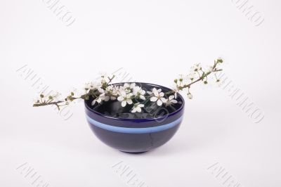 sakura sakura