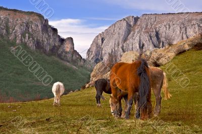 Horses Horses