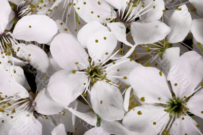sakura sakura