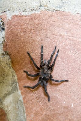 argentina spider