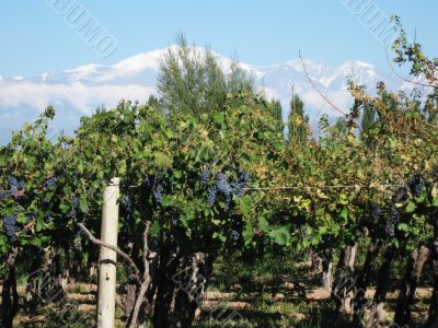 vineyard Mendoza Argentina