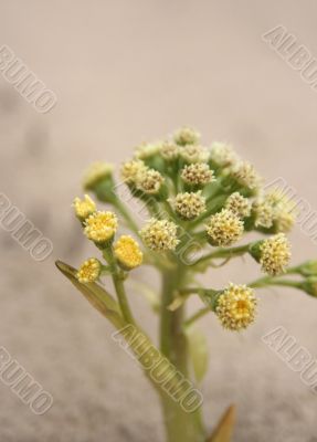 The flower on a sand.