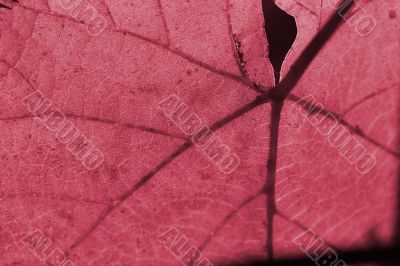 Beautiful background leave