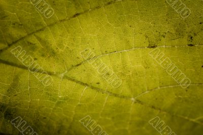 Beautiful background leave