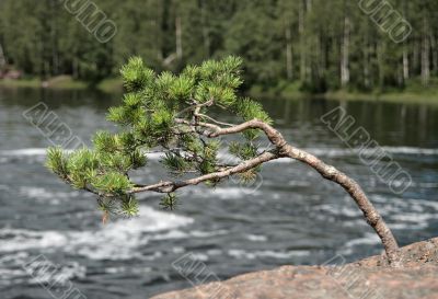 Zen pine-tree