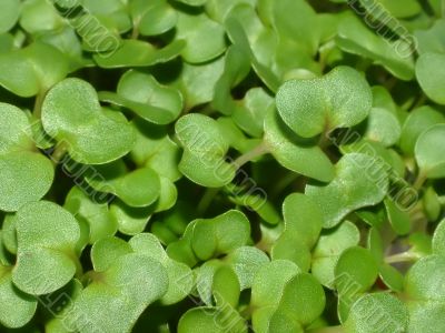 water cress