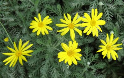 Daisy Daisy