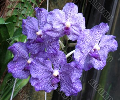 Orchids Orchids