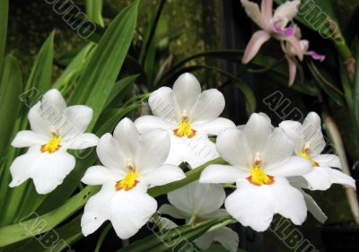 Orchids Orchids