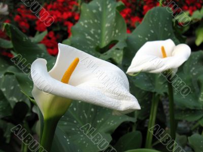 Calla-lily