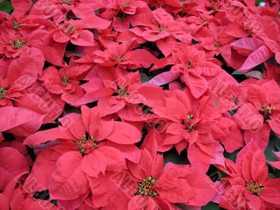 Poinsettia