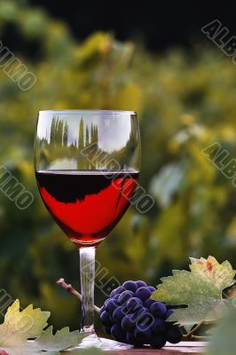 Glass of wine Glass of wine