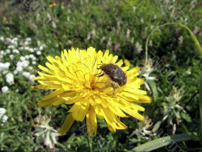 Insect on yellow flower