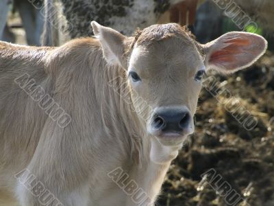 Calf portrait