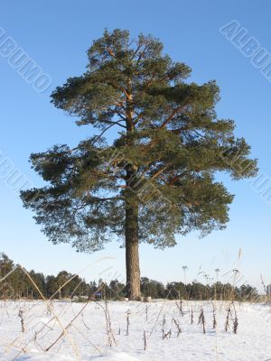 Solitary pine tree in winter field
