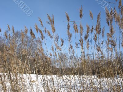 View to frozen lake through reed