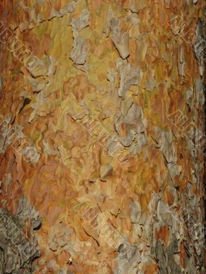 Pine bark texture Pine bark texture