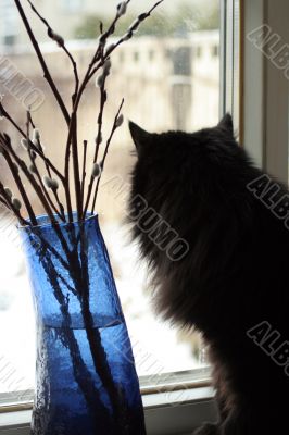 Thoughtful cat pending spring on a window sill