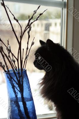 Thoughtful cat pending spring on a window sill