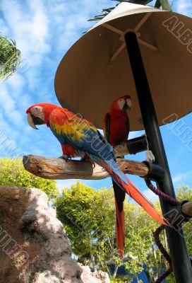 Amazon parrot