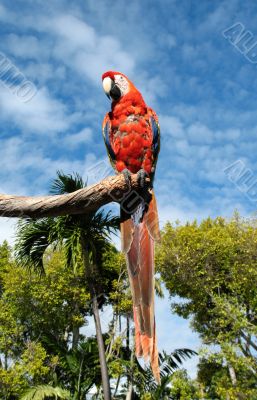 Amazon parrot